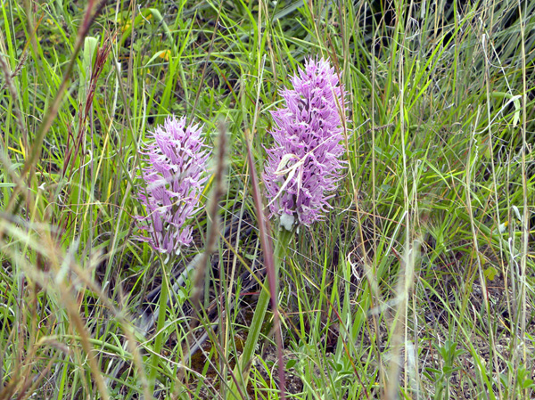 Orchis italica